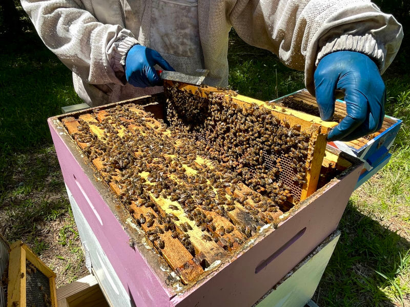 Happy Bees on Our Family Farm